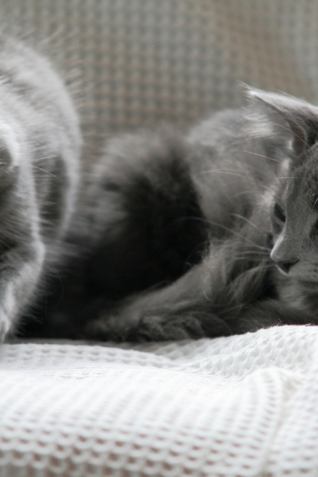 Beautiful Pair of Nebelung Cats for 640 x 960 iPhone 4 resolution