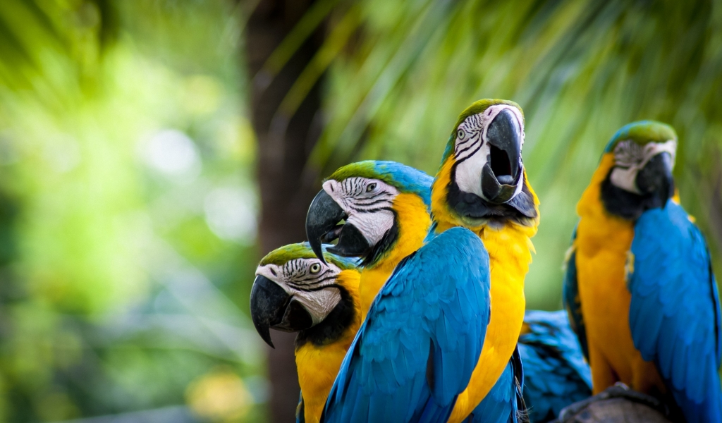 Beautiful Parrots Family for 1024 x 600 widescreen resolution