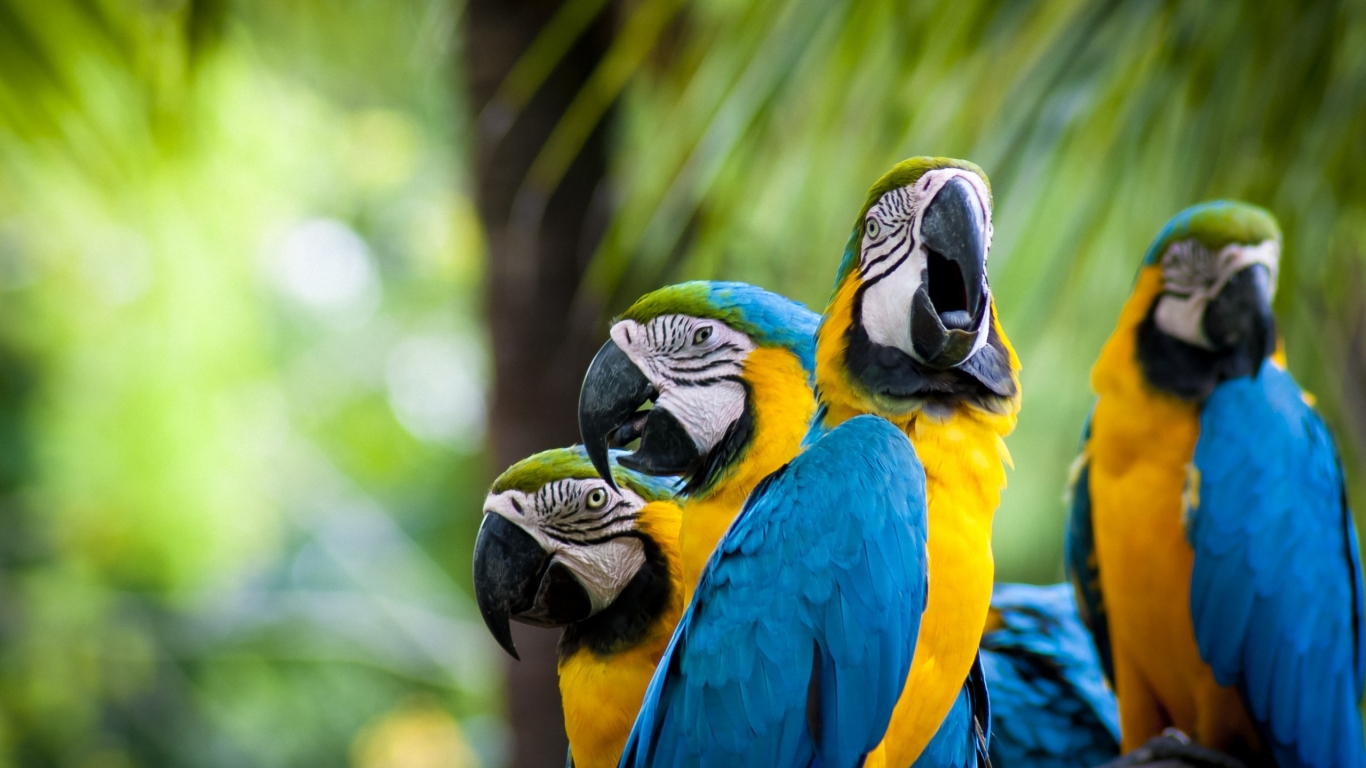 Beautiful Parrots Family for 1366 x 768 HDTV resolution