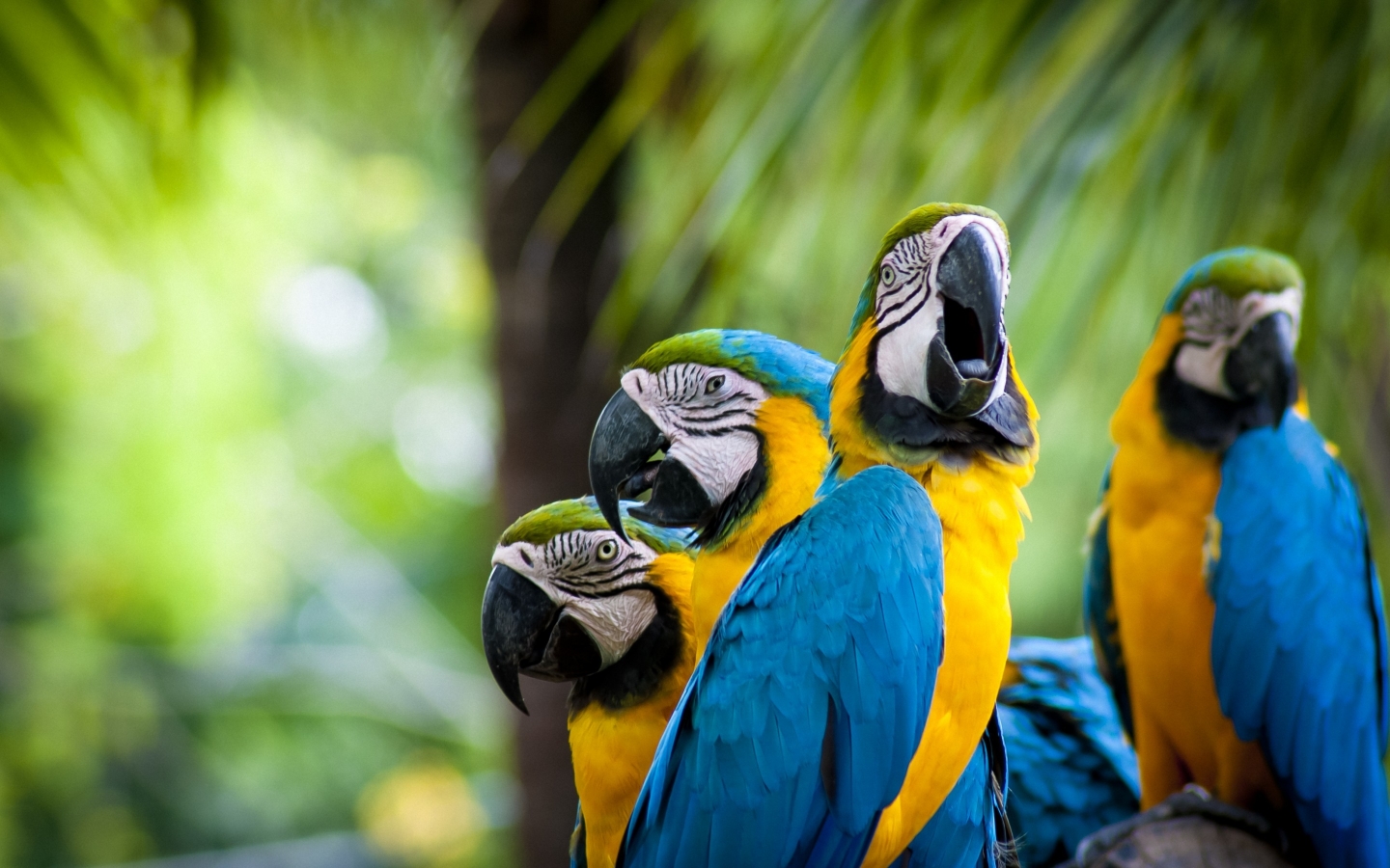 Beautiful Parrots Family for 1440 x 900 widescreen resolution
