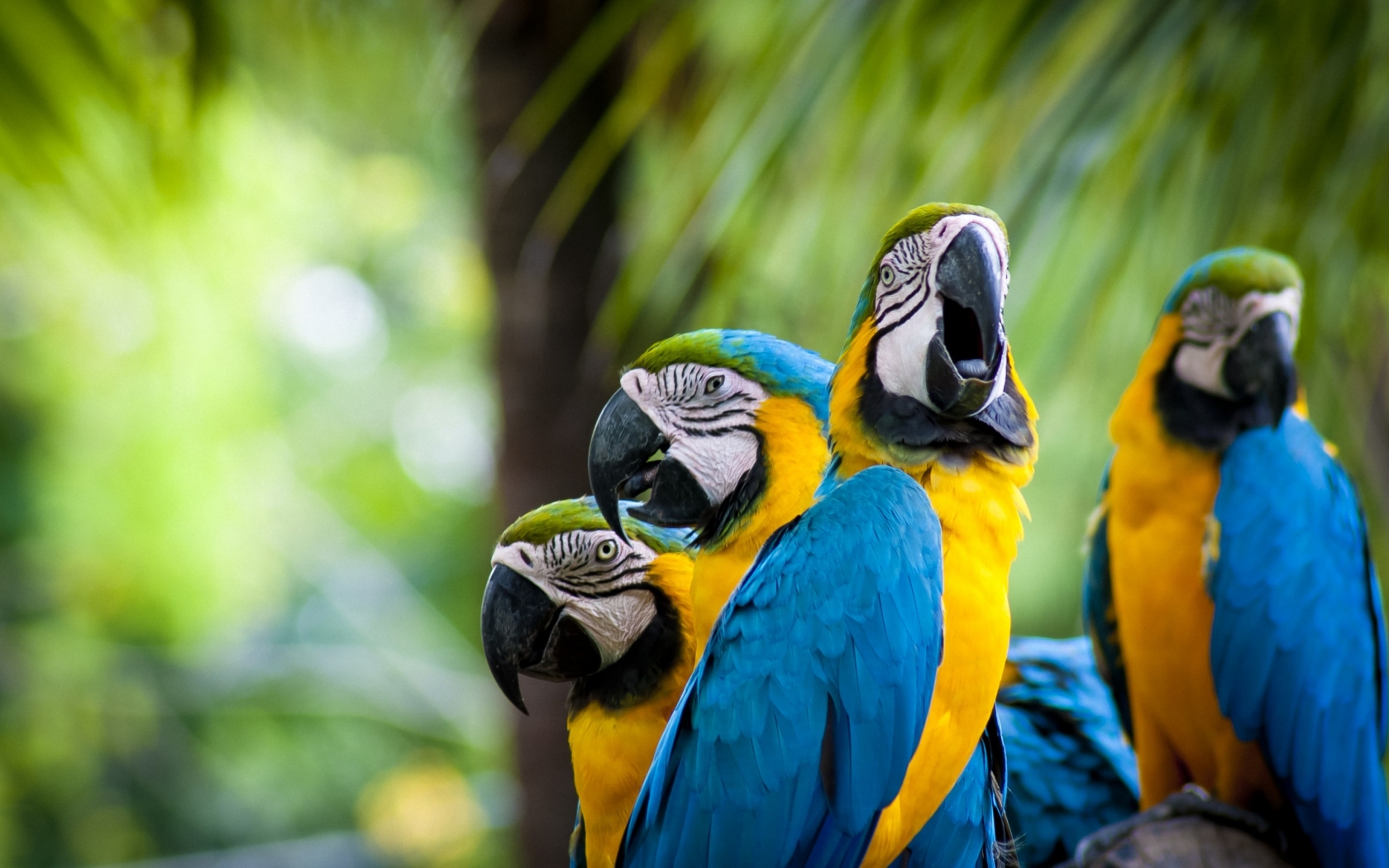 Beautiful Parrots Family for 1680 x 1050 widescreen resolution