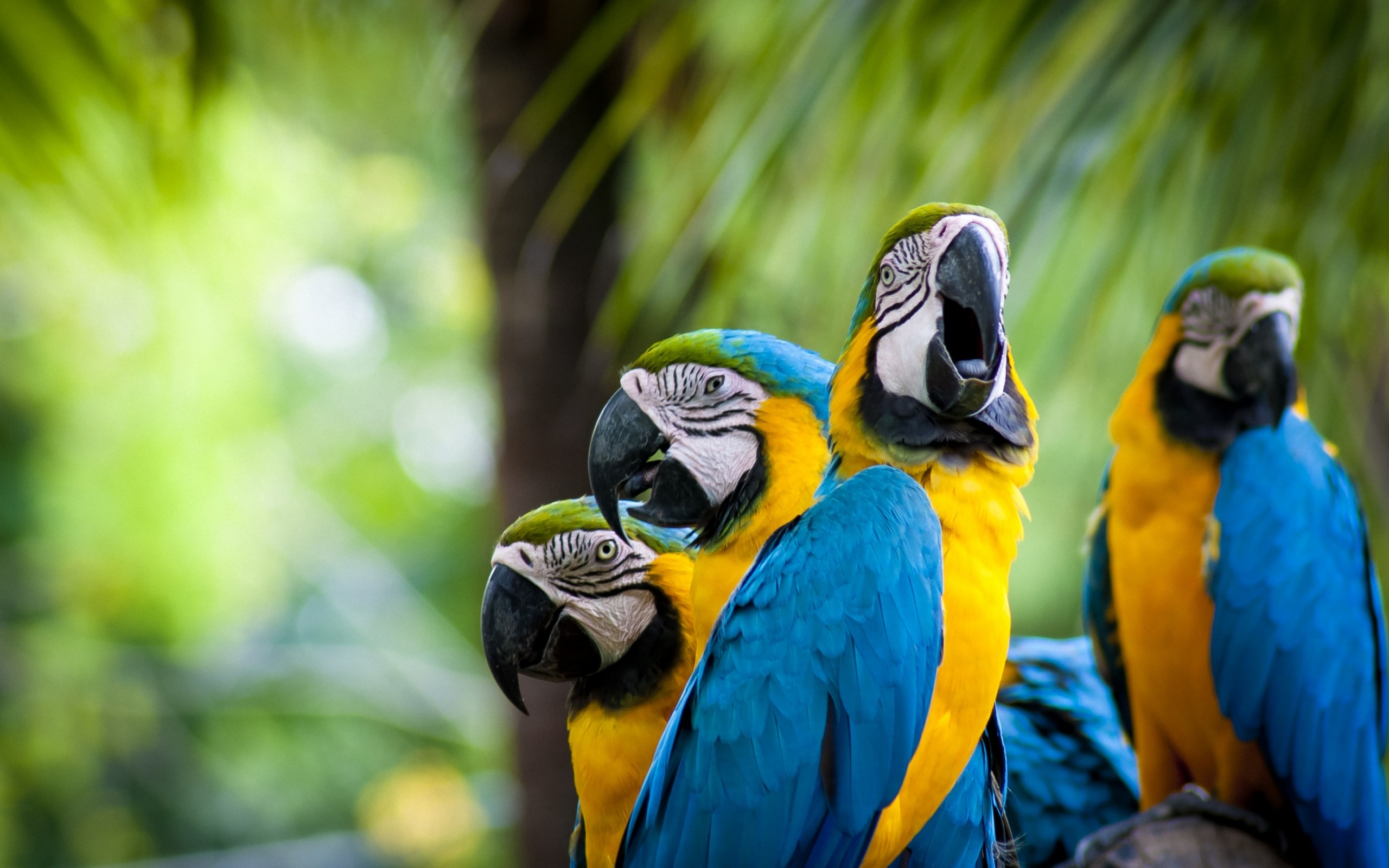 Beautiful Parrots Family for 2560 x 1600 widescreen resolution
