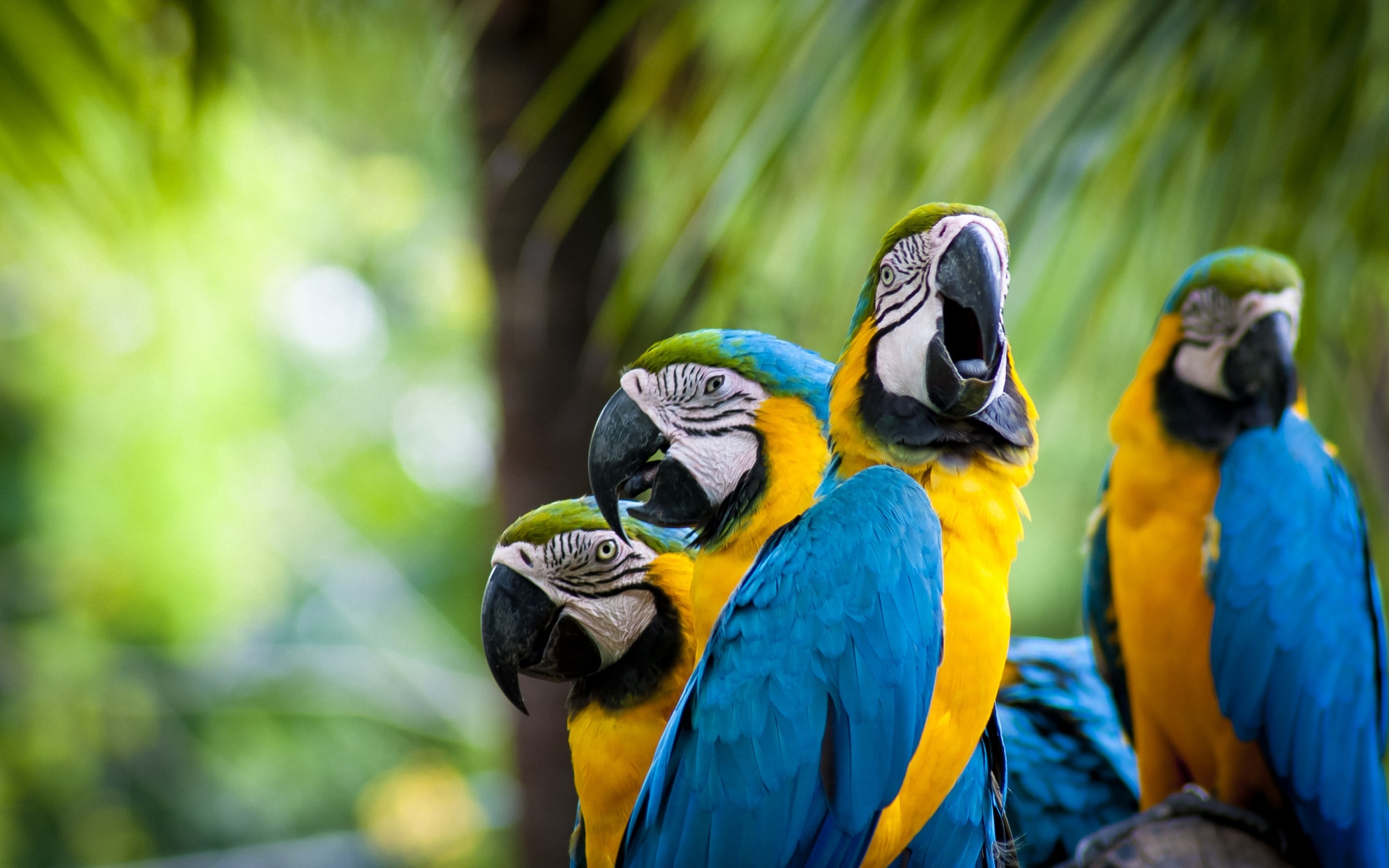 Beautiful Parrots Family for 2880 x 1800 Retina Display resolution