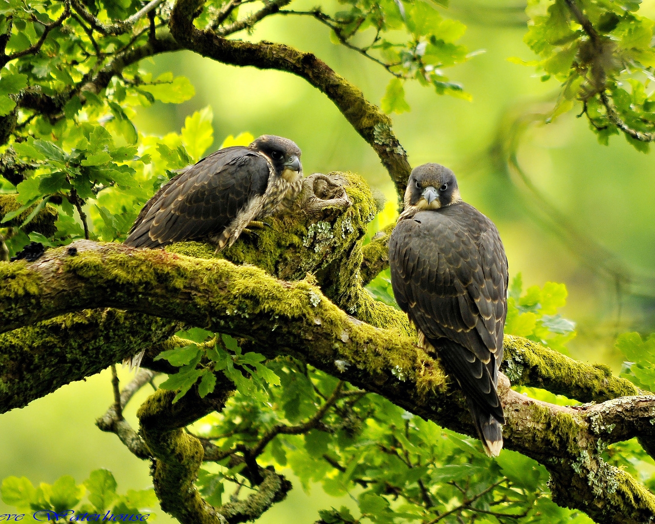 Beautiful Peregrine Falcon for 1280 x 1024 resolution