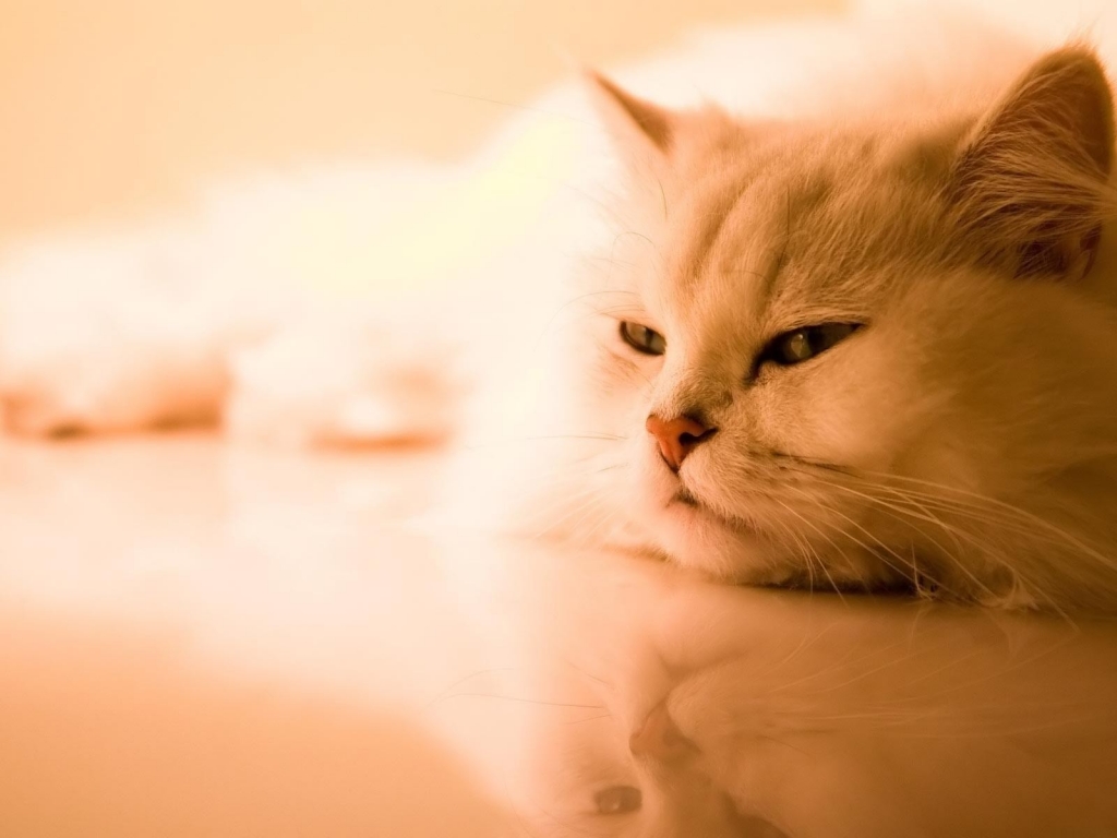 Beautiful Persian Cat for 1024 x 768 resolution