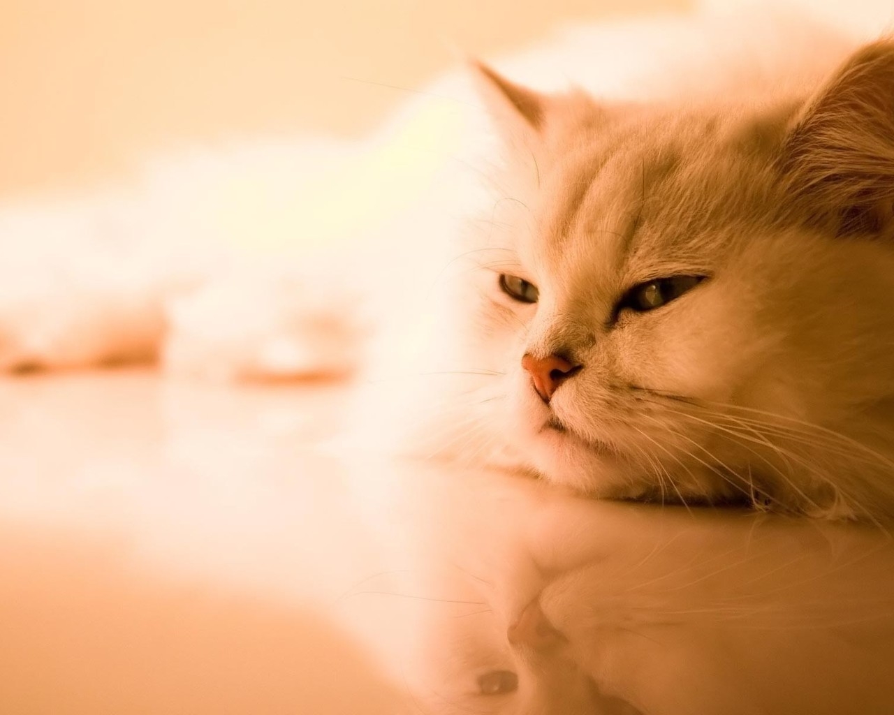 Beautiful Persian Cat for 1280 x 1024 resolution