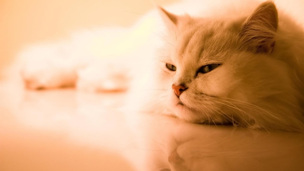 Beautiful Persian Cat for 1280 x 720 HDTV 720p resolution