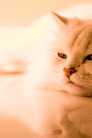 Beautiful Persian Cat for 320 x 480 iPhone resolution