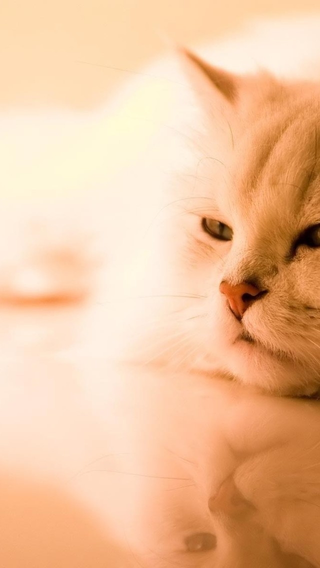 Beautiful Persian Cat for 640 x 1136 iPhone 5 resolution