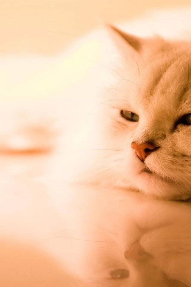 Beautiful Persian Cat for 640 x 960 iPhone 4 resolution