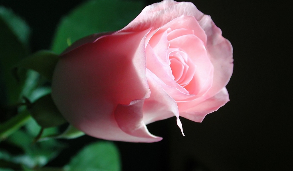 Beautiful Pink Rose for 1024 x 600 widescreen resolution