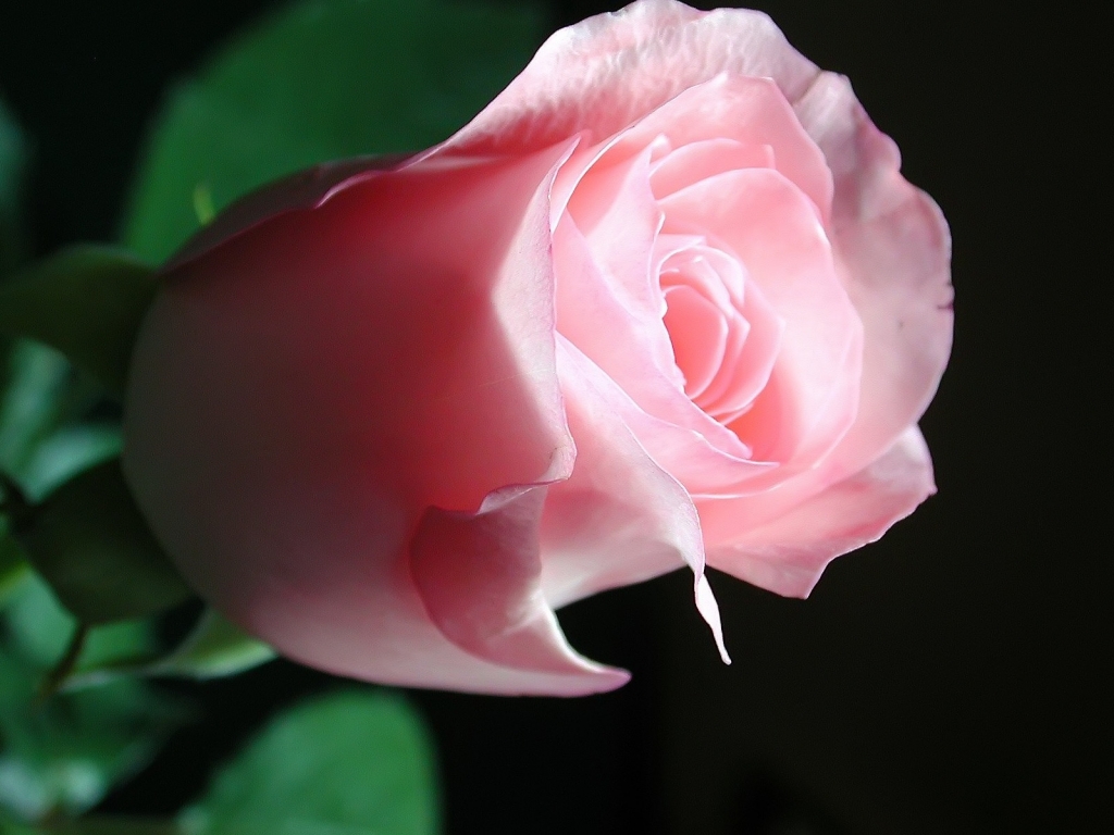 Beautiful Pink Rose for 1024 x 768 resolution