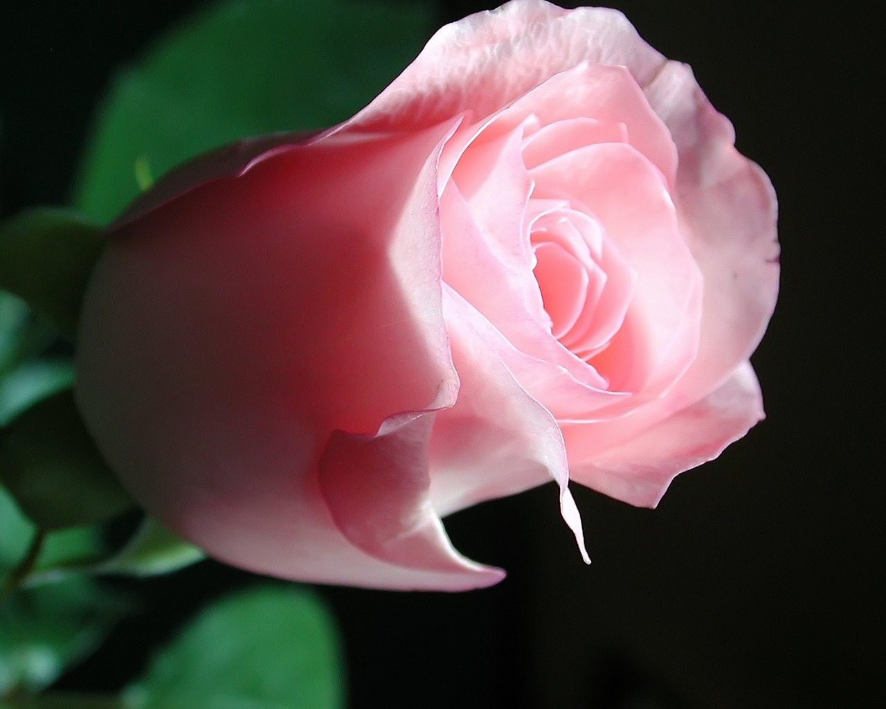 Beautiful Pink Rose for 1280 x 1024 resolution