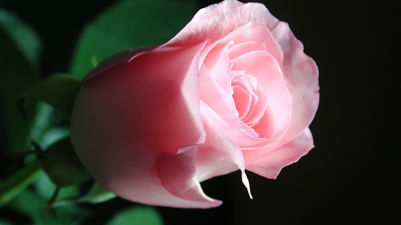 Beautiful Pink Rose for 1366 x 768 HDTV resolution