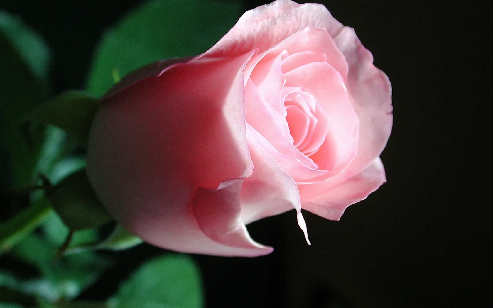 Beautiful Pink Rose for 1680 x 1050 widescreen resolution