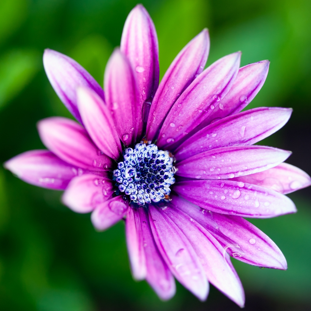 Beautiful Purple Daisy for 1024 x 1024 iPad resolution