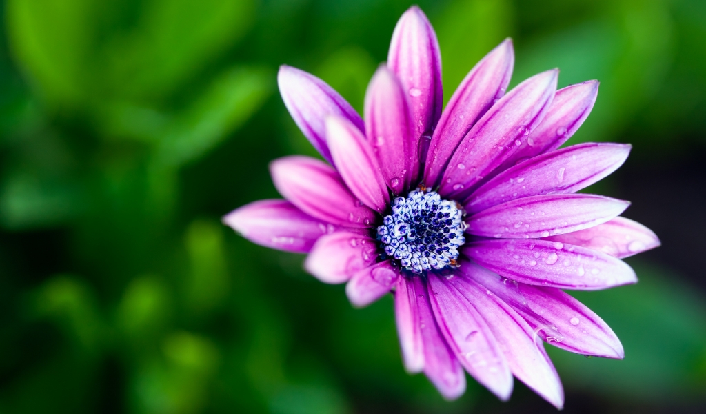 Beautiful Purple Daisy for 1024 x 600 widescreen resolution