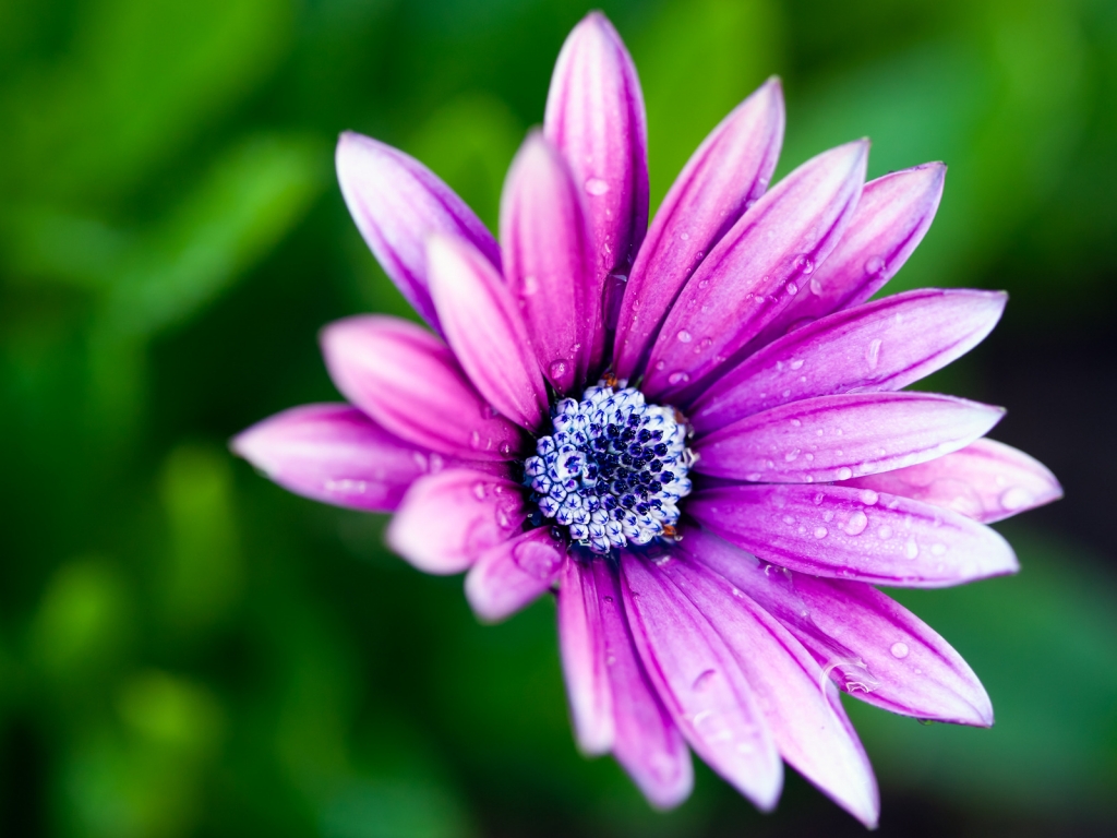 Beautiful Purple Daisy for 1024 x 768 resolution