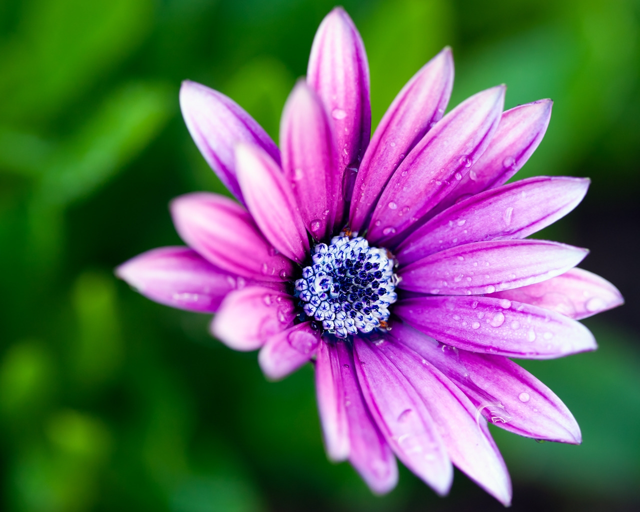 Beautiful Purple Daisy for 1280 x 1024 resolution