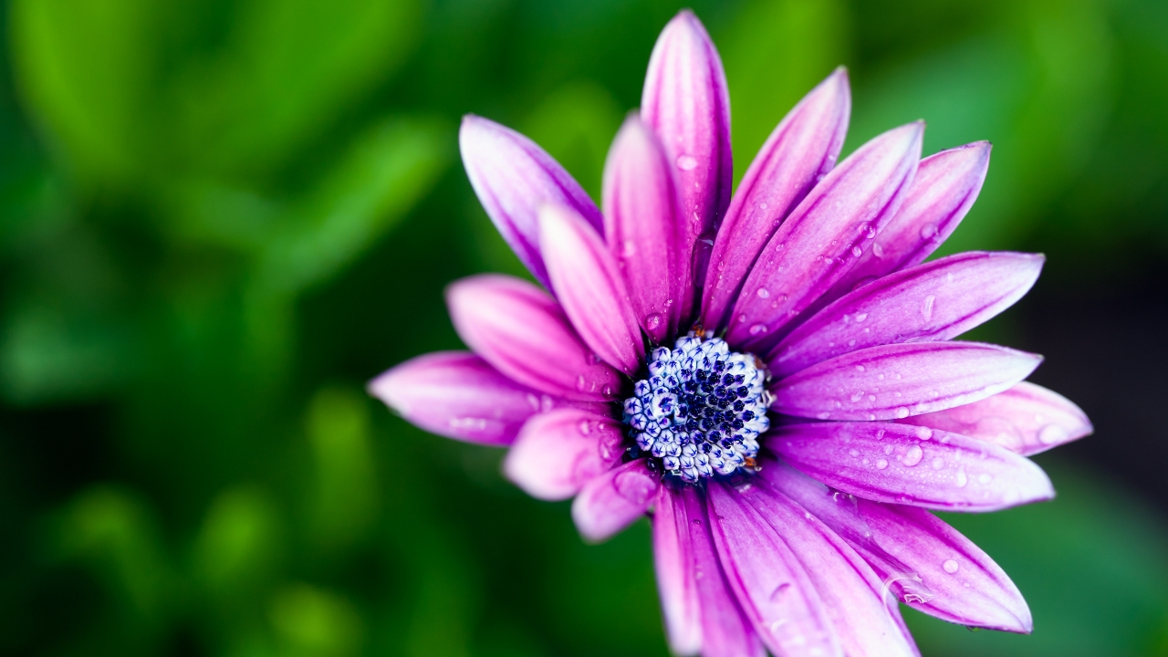 Beautiful Purple Daisy for 1280 x 720 HDTV 720p resolution