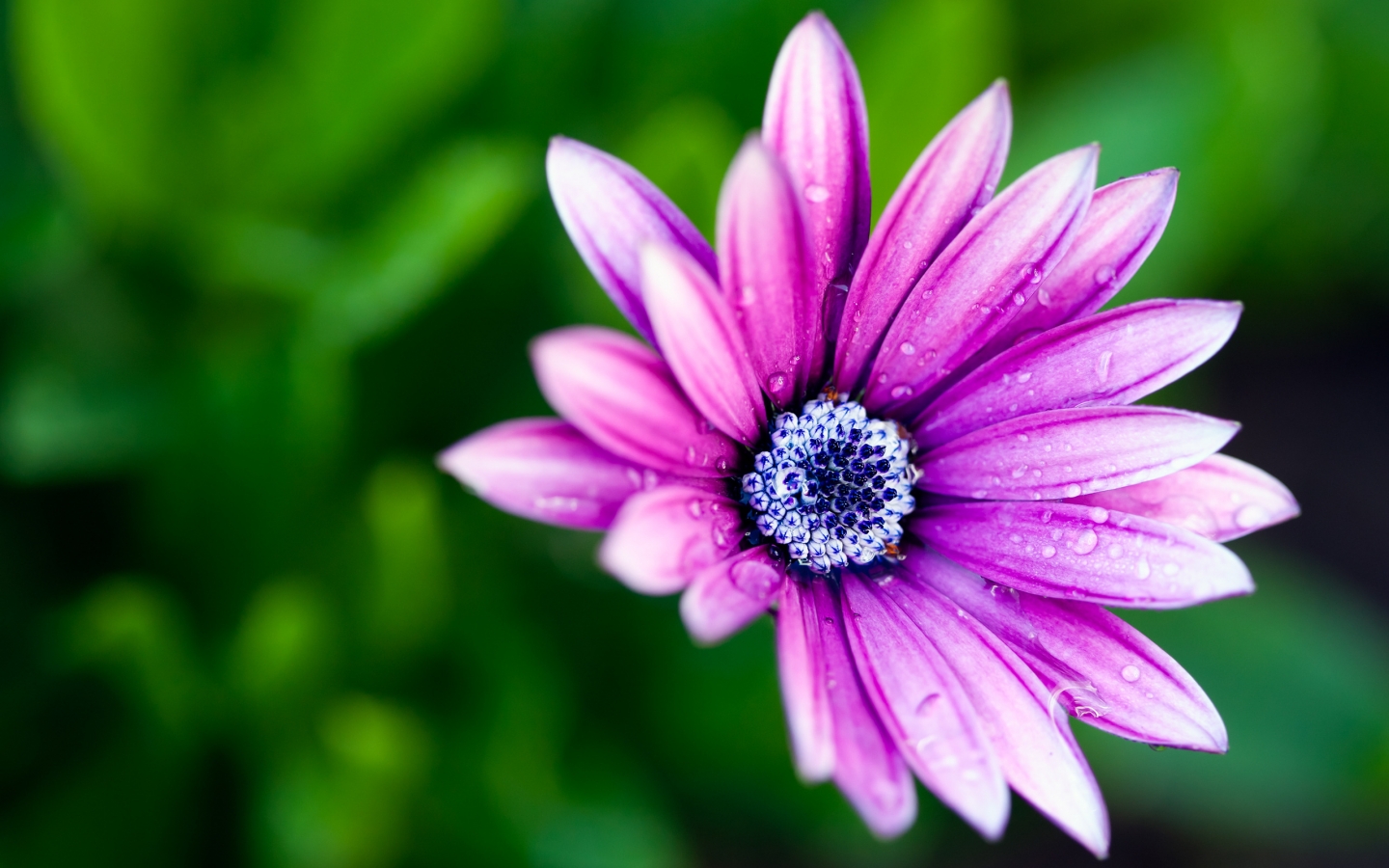 Beautiful Purple Daisy for 1440 x 900 widescreen resolution