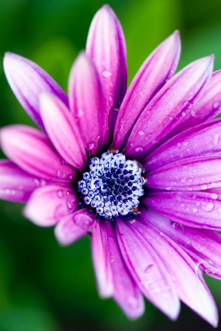 Beautiful Purple Daisy for 320 x 480 iPhone resolution