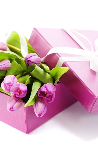 Beautiful Purple Tulips for 320 x 480 iPhone resolution