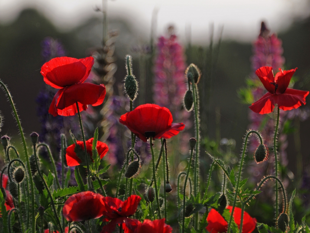 Beautiful Red Poppies for 1024 x 768 resolution