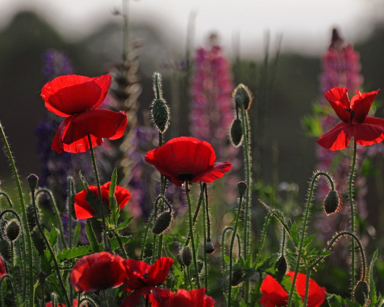 Beautiful Red Poppies for 1280 x 1024 resolution