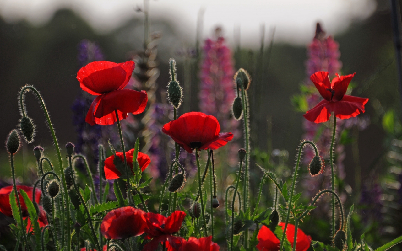 Beautiful Red Poppies for 1280 x 800 widescreen resolution