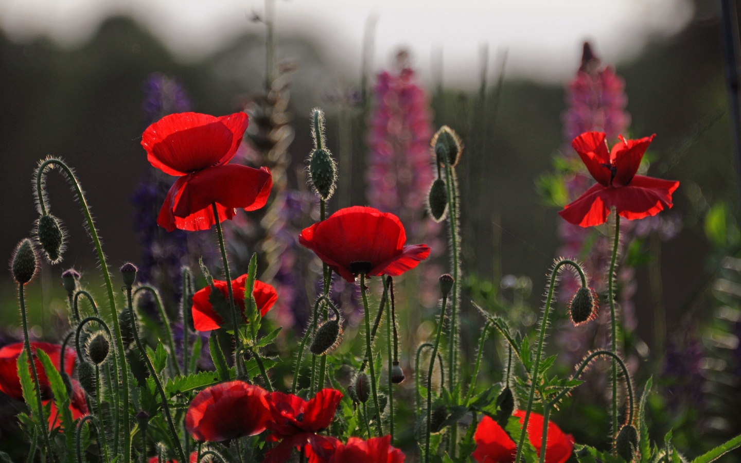 Beautiful Red Poppies for 1440 x 900 widescreen resolution