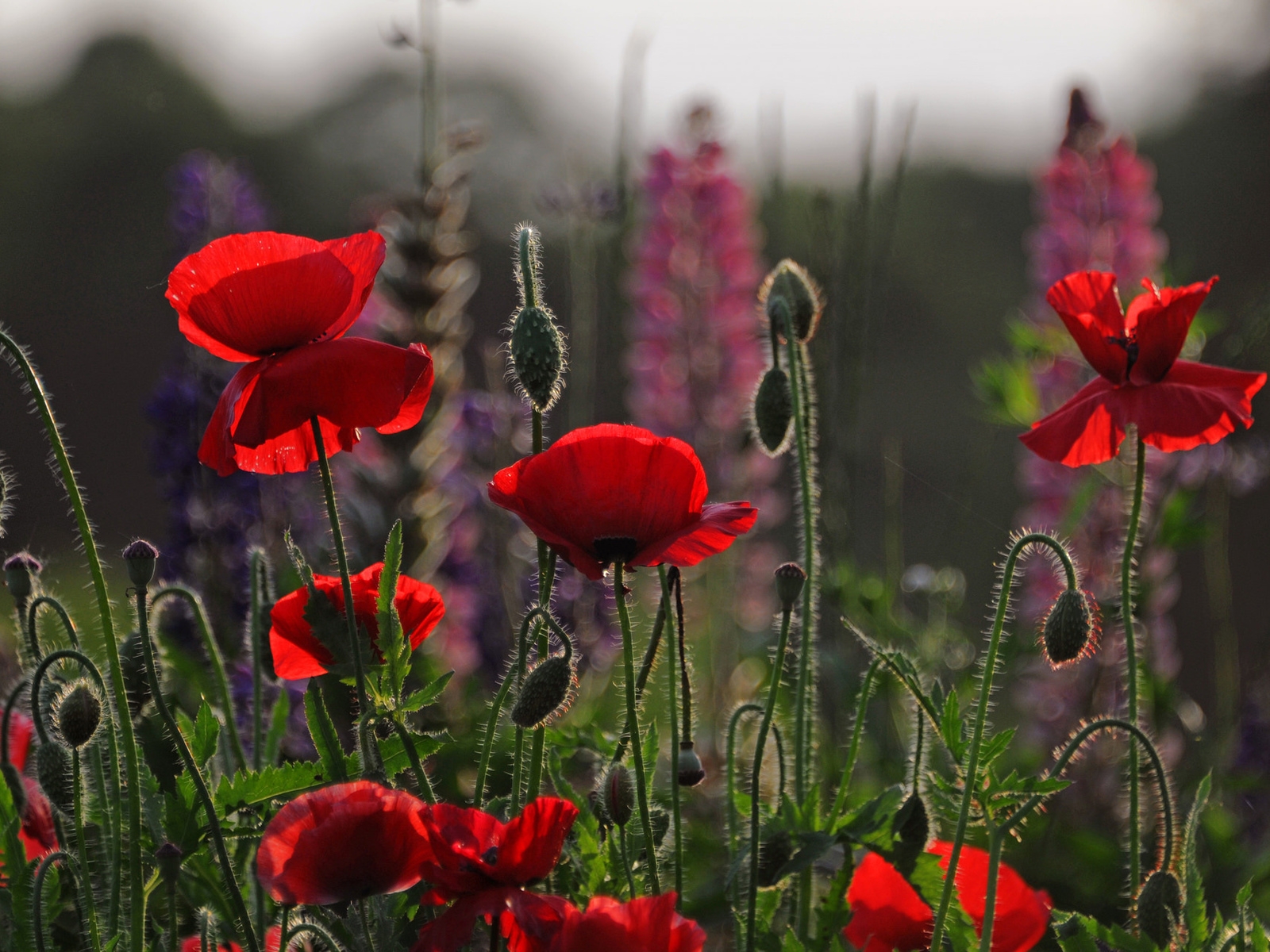 Beautiful Red Poppies for 1600 x 1200 resolution