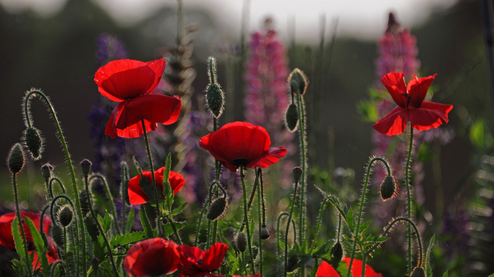 Beautiful Red Poppies for 1680 x 945 HDTV resolution