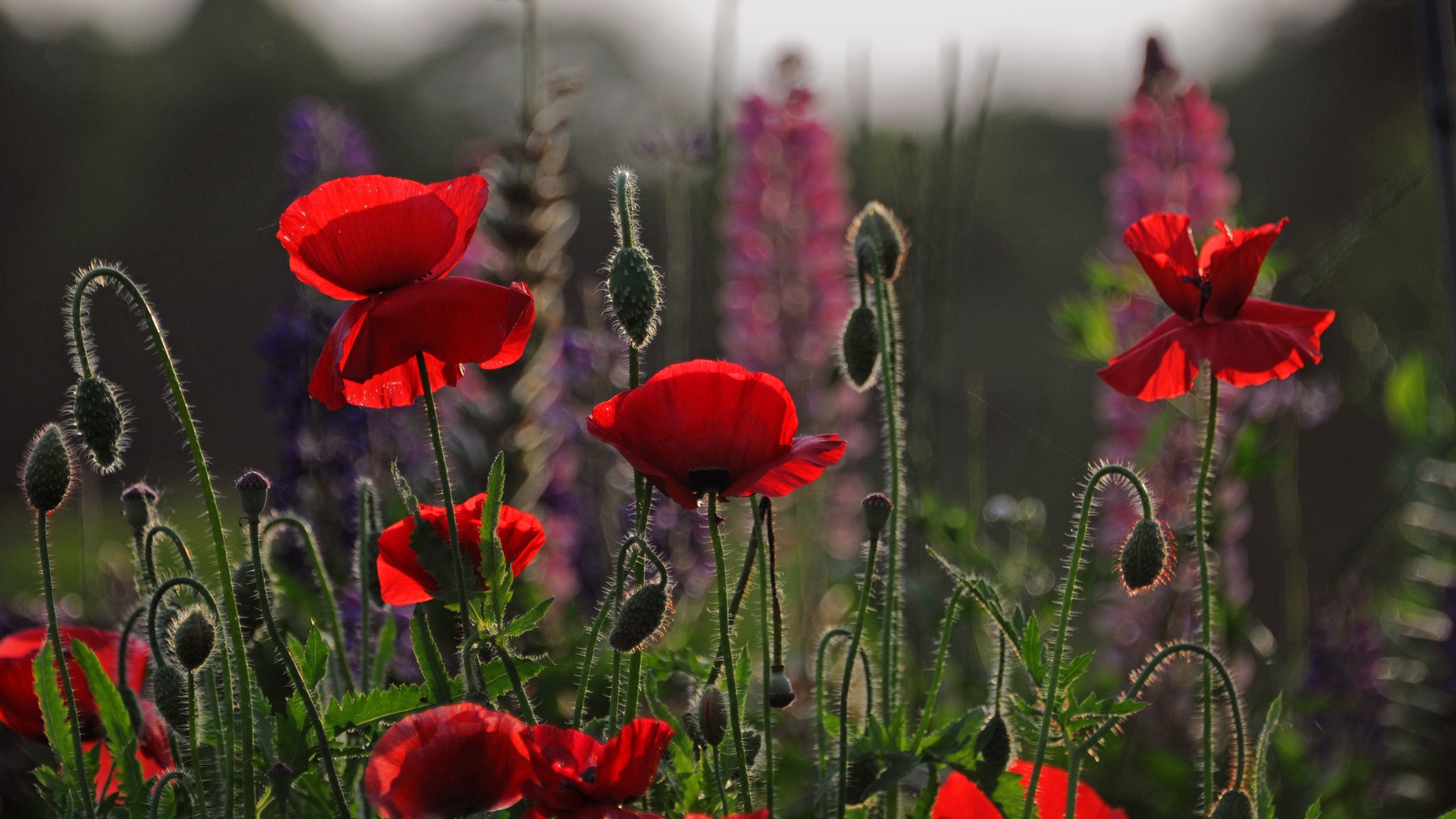 Beautiful Red Poppies for 1920 x 1080 HDTV 1080p resolution