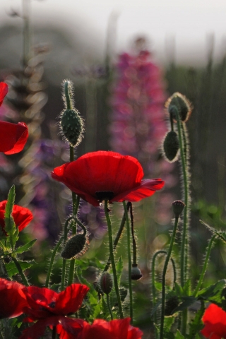 Beautiful Red Poppies for 320 x 480 iPhone resolution