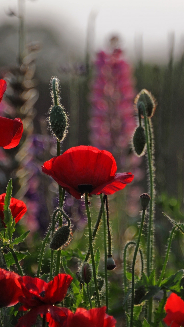Beautiful Red Poppies for 640 x 1136 iPhone 5 resolution