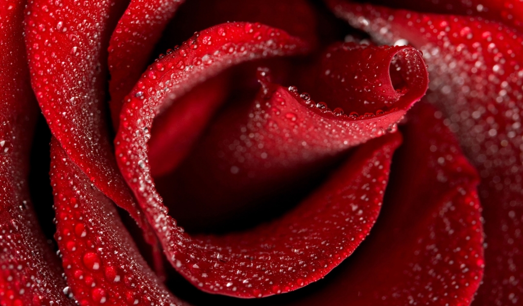 Beautiful Rose for 1024 x 600 widescreen resolution
