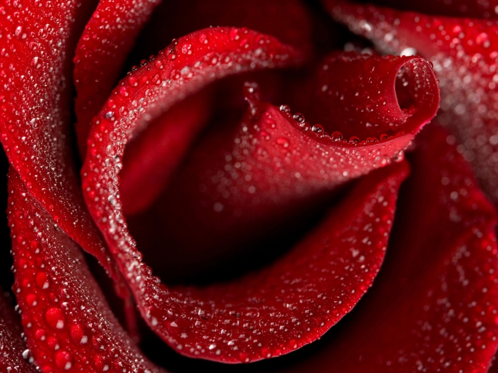 Beautiful Rose for 1024 x 768 resolution