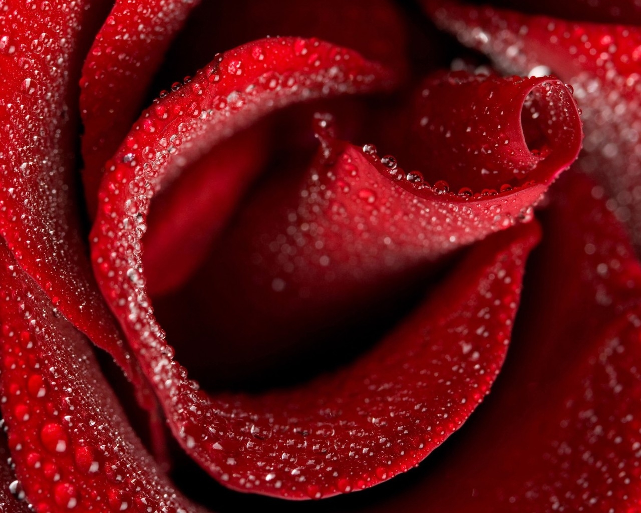 Beautiful Rose for 1280 x 1024 resolution