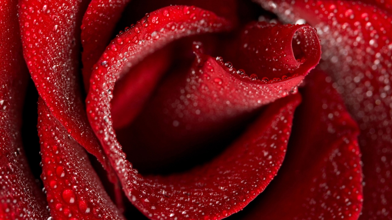 Beautiful Rose for 1366 x 768 HDTV resolution