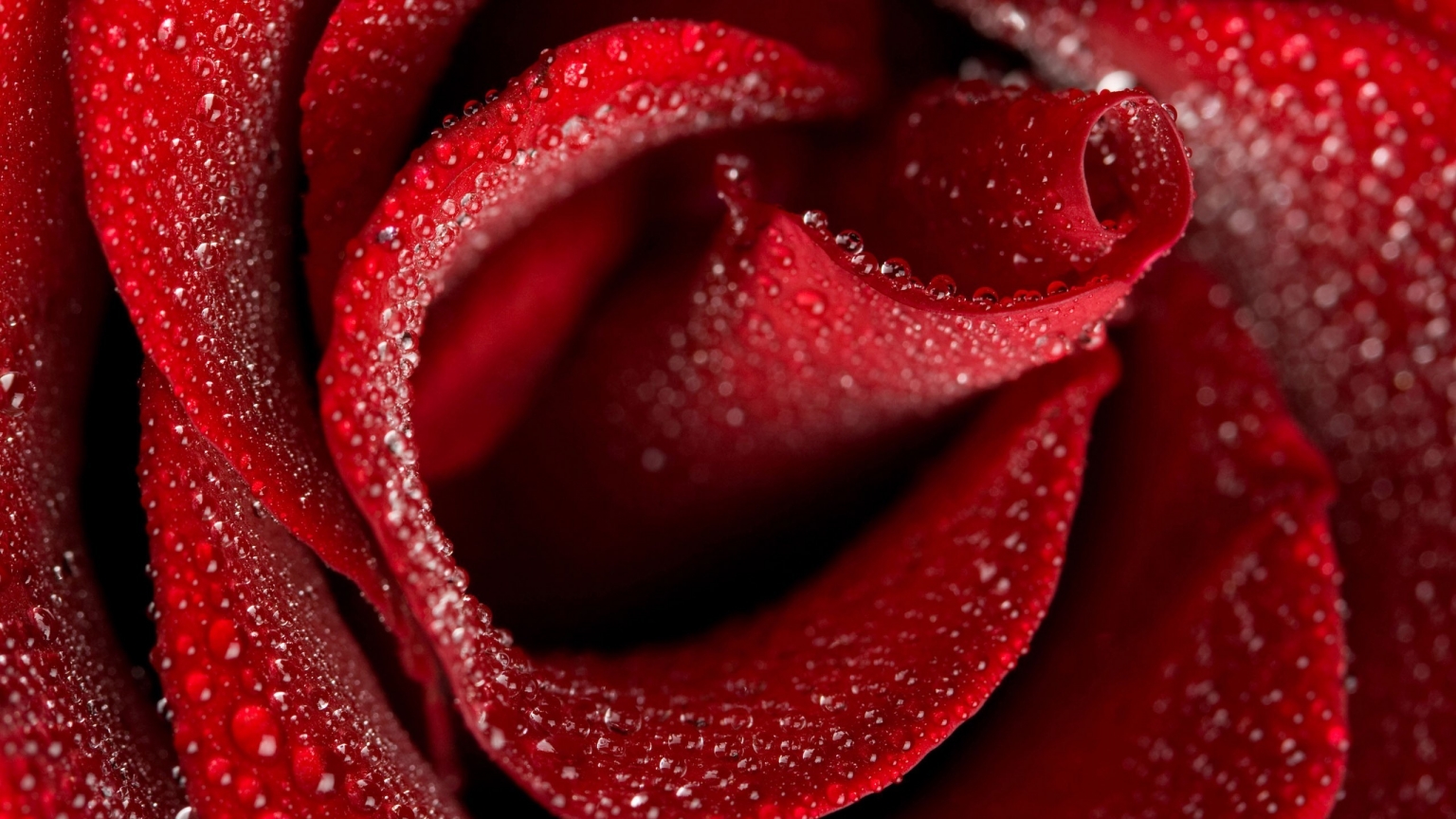 Beautiful Rose for 1536 x 864 HDTV resolution