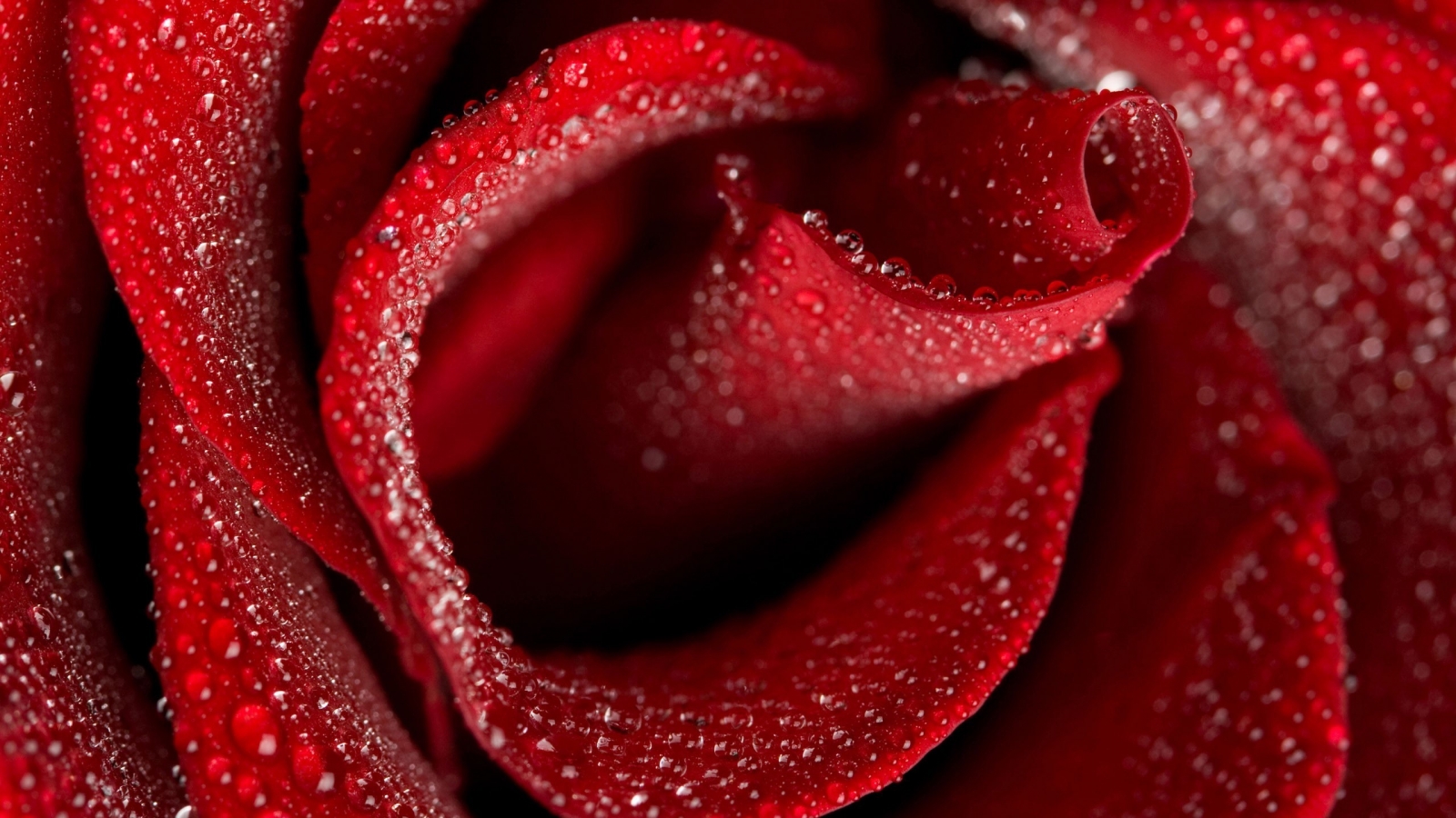 Beautiful Rose for 1600 x 900 HDTV resolution