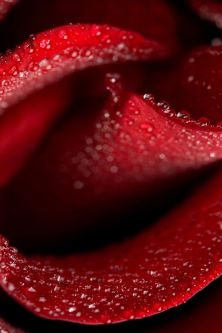 Beautiful Rose for 320 x 480 iPhone resolution