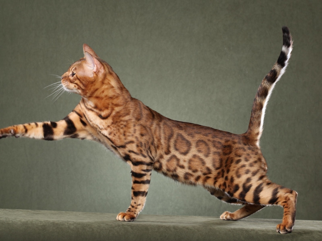 Beautiful Savannah Cat for 1024 x 768 resolution