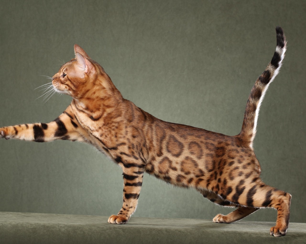 Beautiful Savannah Cat for 1280 x 1024 resolution