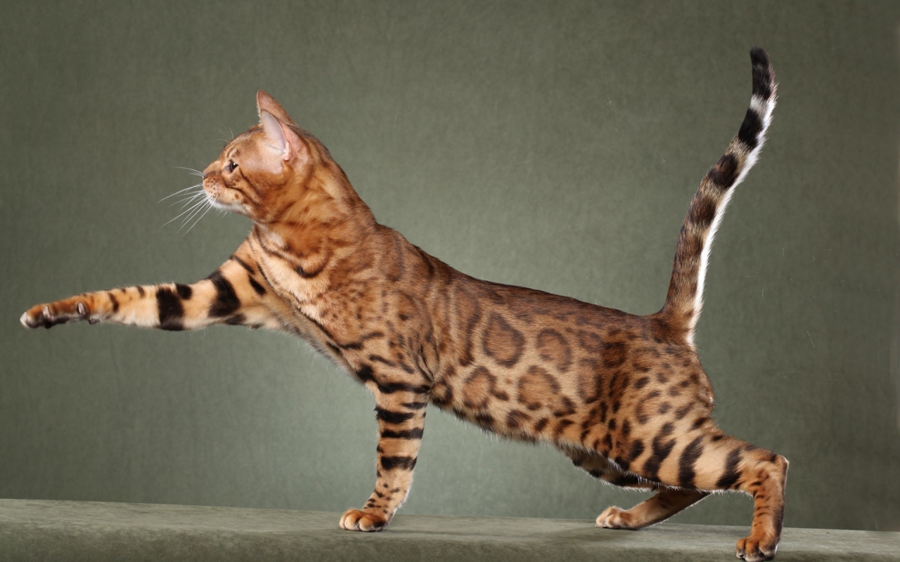 Beautiful Savannah Cat for 1280 x 800 widescreen resolution