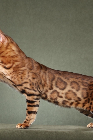 Beautiful Savannah Cat for 320 x 480 iPhone resolution
