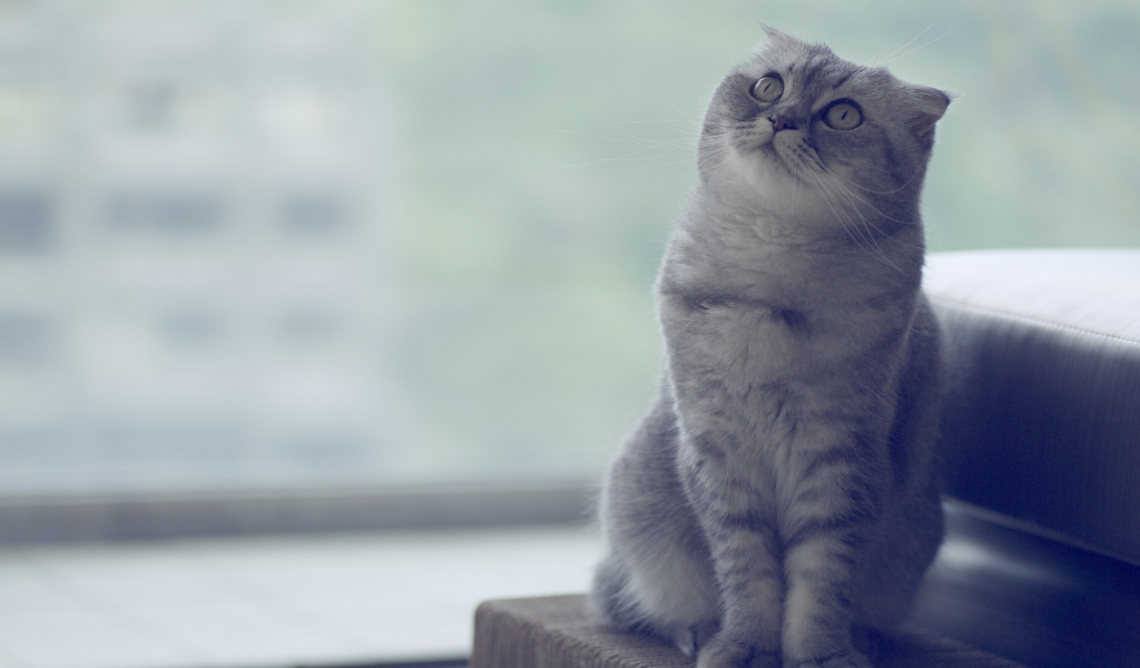 Beautiful Scottish Fold Cat  for 1024 x 600 widescreen resolution