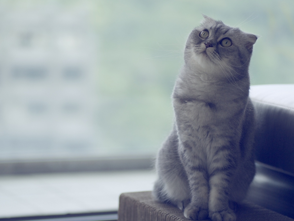 Beautiful Scottish Fold Cat  for 1024 x 768 resolution