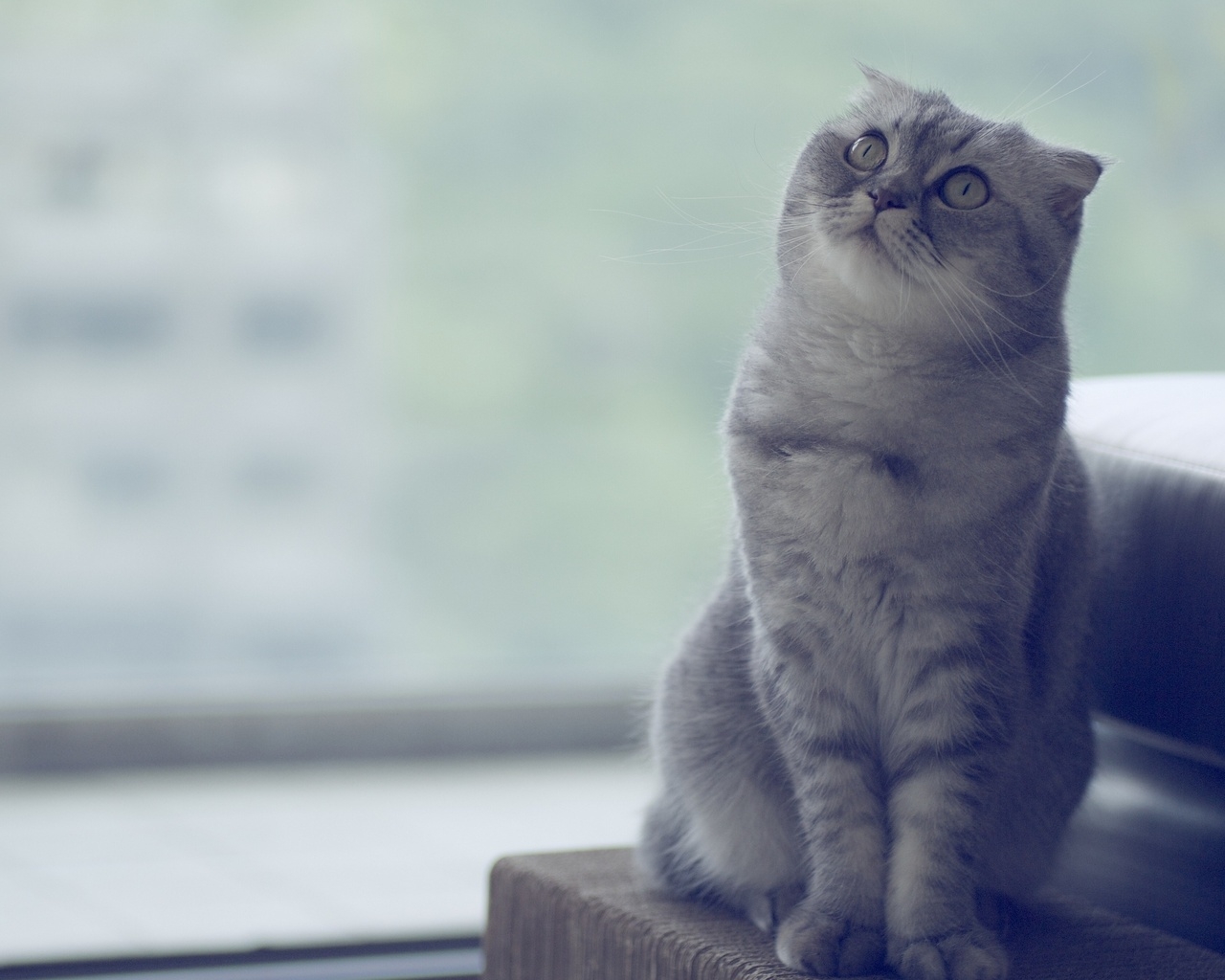 Beautiful Scottish Fold Cat  for 1280 x 1024 resolution